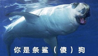 安卓系统马表情包,趣味横生的科技互动新潮